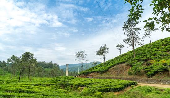 Wayanad Coorg ( 4 Nights and 5 Days )